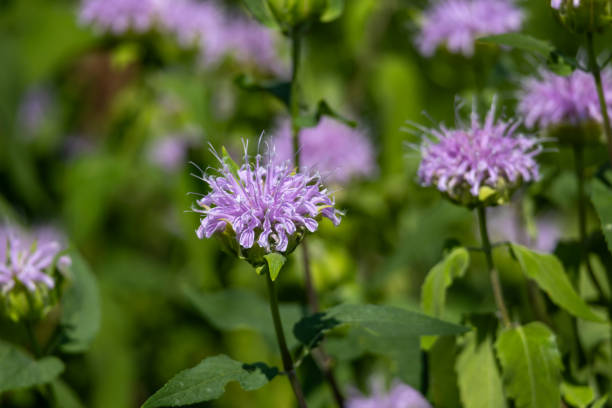 istock Wild bergamot (monarda fistulosa) flowers 2162842353