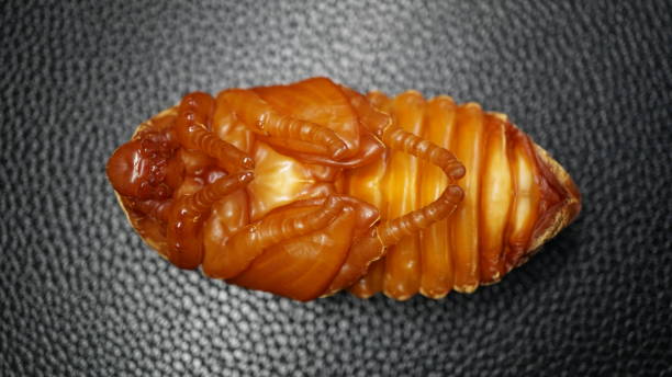 istock Pupa in the process of emerging 2162843058