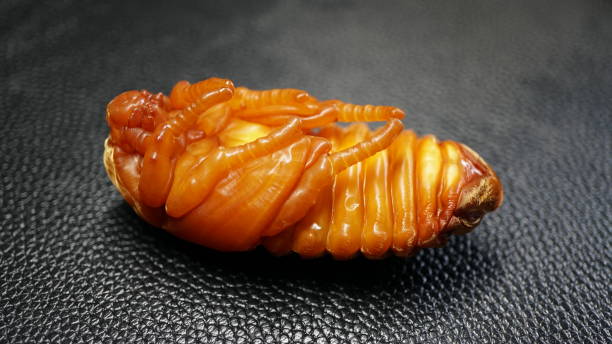 istock Pupa in the process of emerging 2162843060