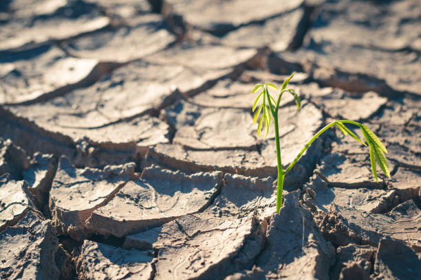 istock Growth of trees in drought crisis, Living with tree drought. 2162844592