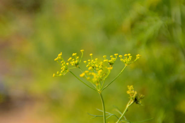 istock beautiful thai nature 2162846040