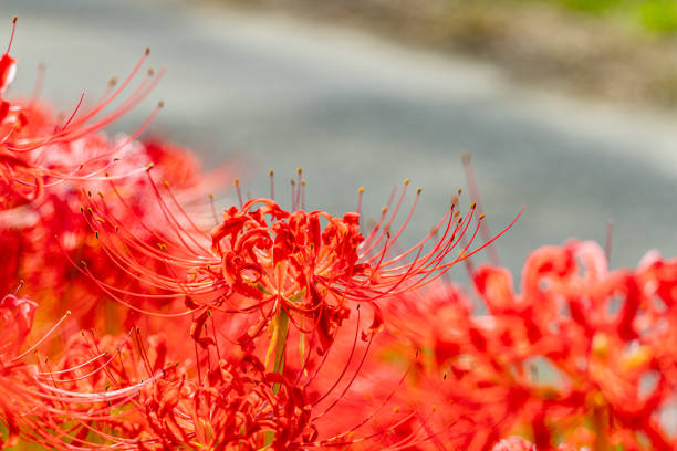 Aichi Prefecture: Red spider lilies along the Yakachi River