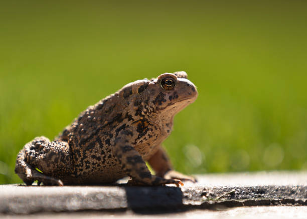 Eastern American toad on autumn leaves in deep woods after rain. Taken in the Northwest Hills of Connecticut, October.