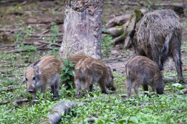 istock Group of wild boars, including piglets, foraging in a forested area 2162848374