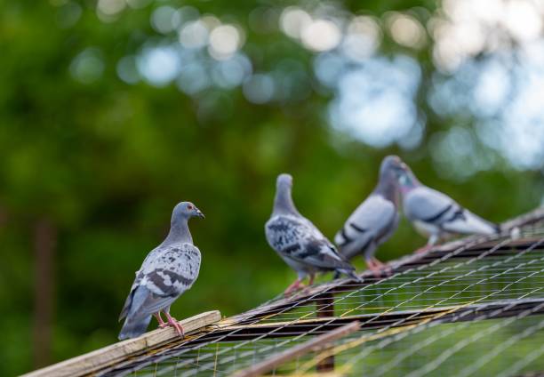 istock Close-up of several pigeons perched on a wire mesh structure with a blurred green background. 2162849061