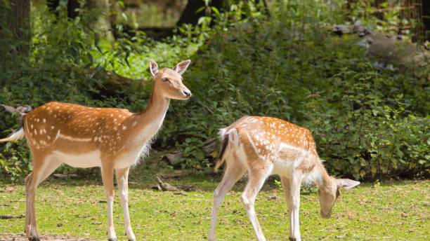 istock Young deer with white spots grazing in a sunlit forest clearing 2162849080
