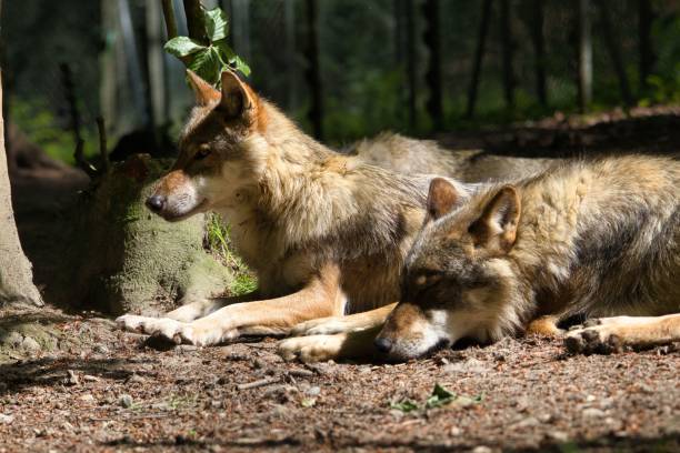 istock Wolves resting on the forest floor in sunlight at a wildlife reserve 2162849095