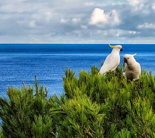 istock Sulphur crested cockatoos 2162850062