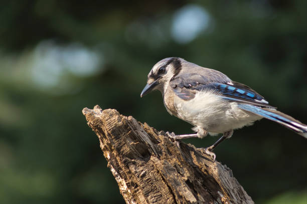 istock Wildlife animal bird 2162850550