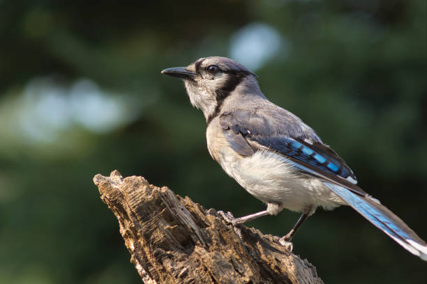 istock Wildlife animal bird 2162850552