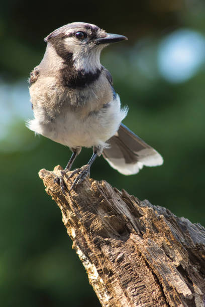 Wildlife animal bird