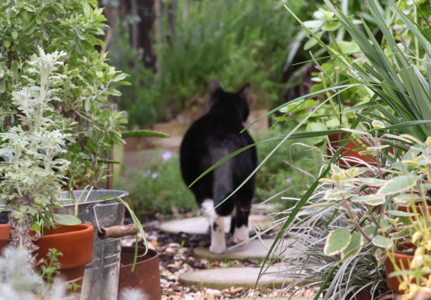 istock Tuxedo Cat in Garden 2162850634