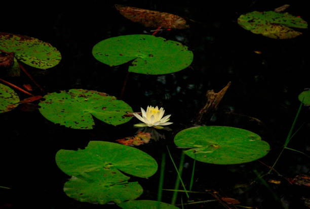 Leaves and water lilies floating on the water surface