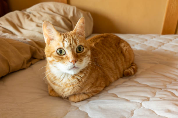 istock Ginger Cat's Cozy Spot 2162850684