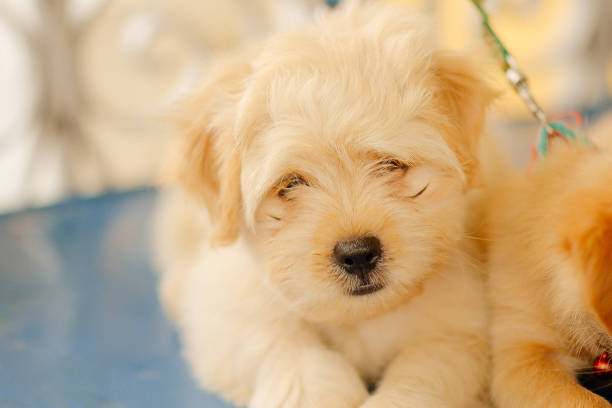 cute golden dog