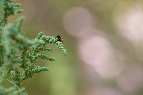 A close-up of a green plant with delicate leaves, featuring a small ladybug insect perched on a stem. The background is softly blurred, creating a bokeh effect with warm, natural colors.