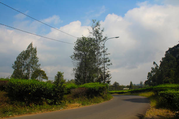 winding road around the tea plantation