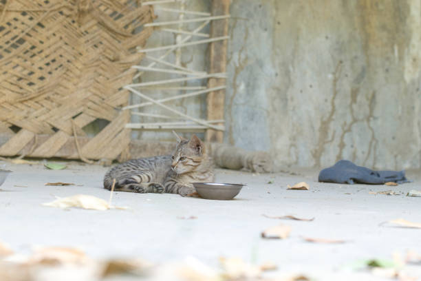 A small tabby cat lying on the ground near a bowl, surrounded by fallen leaves. The background features a rustic wall and woven materials, creating a natural setting.