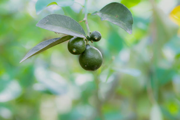 Close-up of green citrus lemon fruits growing on a branch surrounded by lush green leaves, showcasing the natural beauty of a citrus tree in a garden setting.