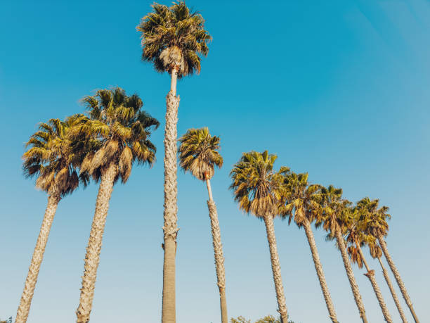 istock Tall palm trees lined up against a clear blue sky. 2162851938