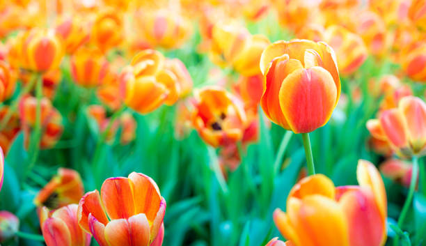istock Tulip Flower in Garden. B,Nature background. 2162852412