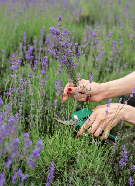 istock Young  woman picking lavender flowers 2162853302