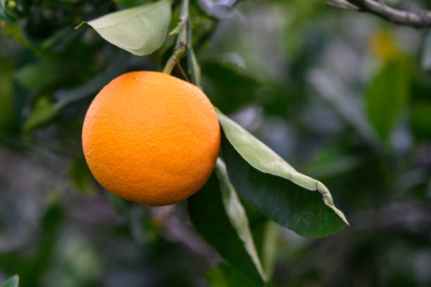 ripe oranges grow on a tree