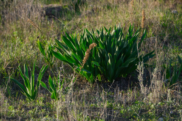 istock wild onion Mangyr in cyprus in winter 2 2162853580