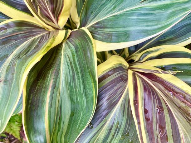 Design Patterns in Hawiian Ti Plant Leaf stock photo