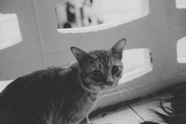 istock homeless orange cat 2162854971