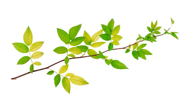 istock fresh branch with green leaves isolated on white background. 2162855106