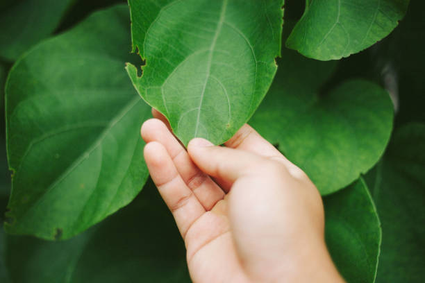 istock nature in asia 2162855658