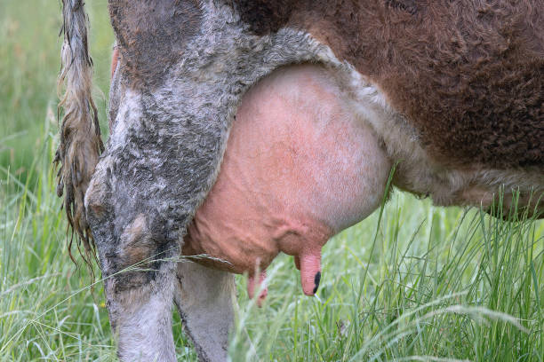 big cow udder closeup, animal detail at the farm