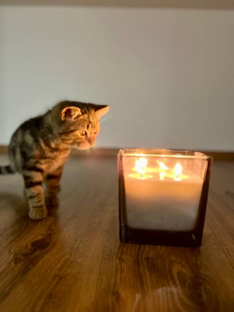 istock Cute tabby Cat sitting on the floor  and a burning candle 2162857287
