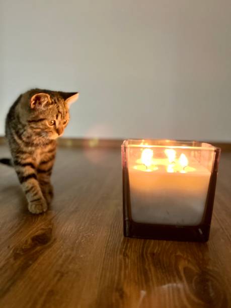 istock Cute tabby Cat sitting on the floor  and a burning candle 2162857493