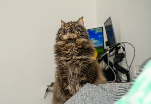 istock Maine Coon is lying on a bed against a white wall. 2162859350