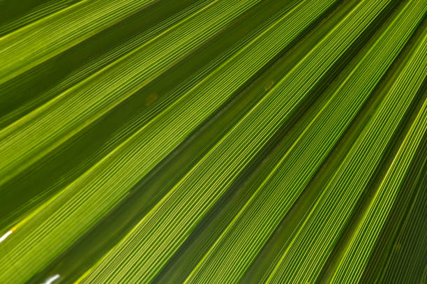 Palm leaves on nature in the park. Tropics.