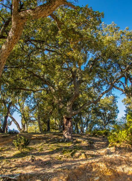 istock Old Oak Trees in a Forest, Beni Metir, Jendouba, Tunisia 2162859626