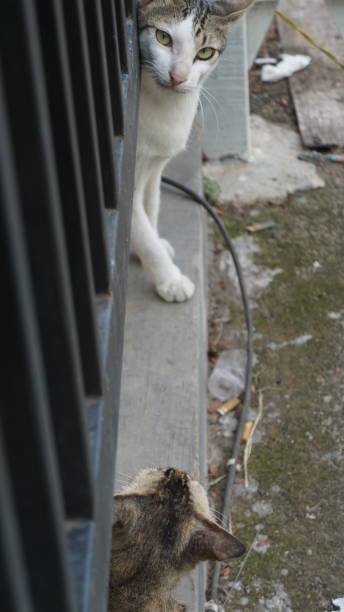 istock The cat came out from under the fence 2162860138