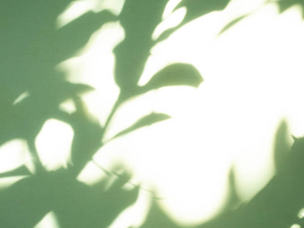 istock Green background shadow light overlay blur nature on cment floor wall backdrop, minimal room for presentation product tropical or ecosystem environment organic, platform empty abstract pastel. 2162860221