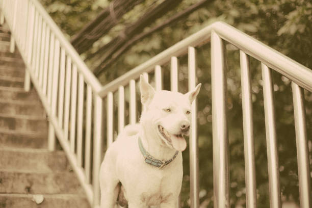 A cheerful dog looking up with an open mouth and bright eyes, surrounded by a dirt ground.