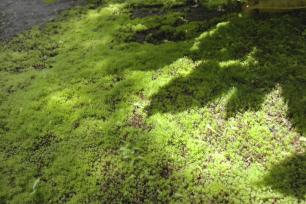 Part of a Japanese garden. Moss plants growing on the soil.