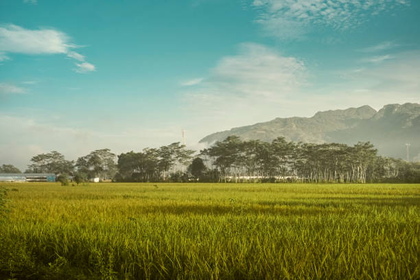 istock A rice field under clear sky in village 2162860986