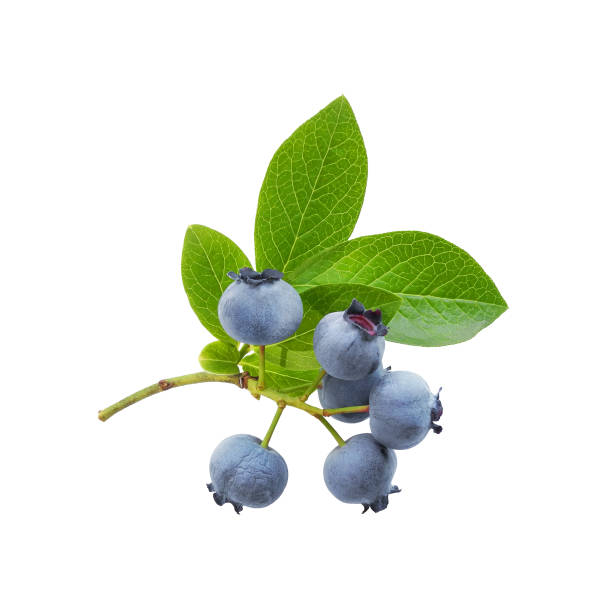 istock Great blueberry branch isolated on white 2162860988