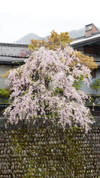 istock Hida Furukawa Area, Japan 2162861918