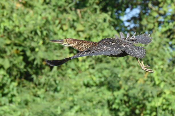 istock Immature Rufescent Tiger Heron (Tigrisoma lineatum) 2162864872
