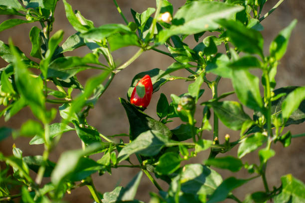 Green stink bug (Nezara viridula)on Red chili peppers