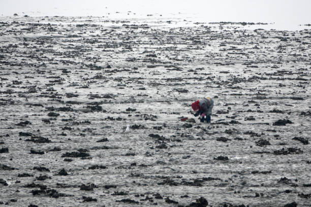 istock digging for clams in the mudflat at the seaside in winter 2162865247