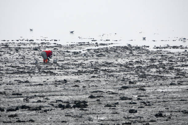 istock digging for clams in the mudflat at the seaside in winter 2162865260