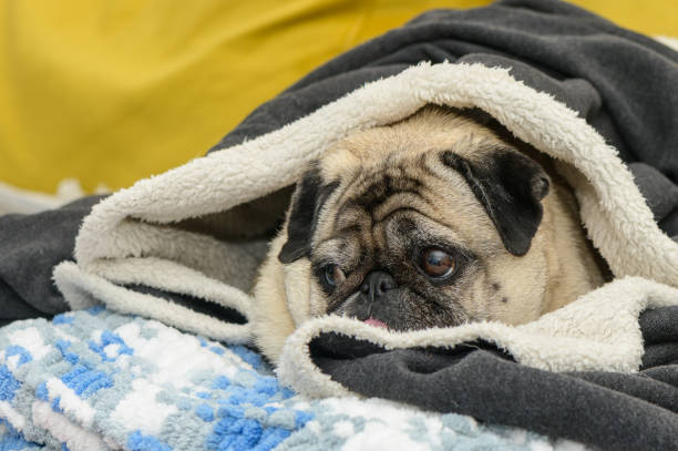 istock the pug is cold. pug lying covered on the sofa 2 2162865338